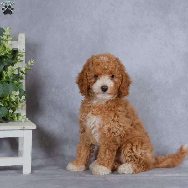Crimson, Miniature Poodle Puppy